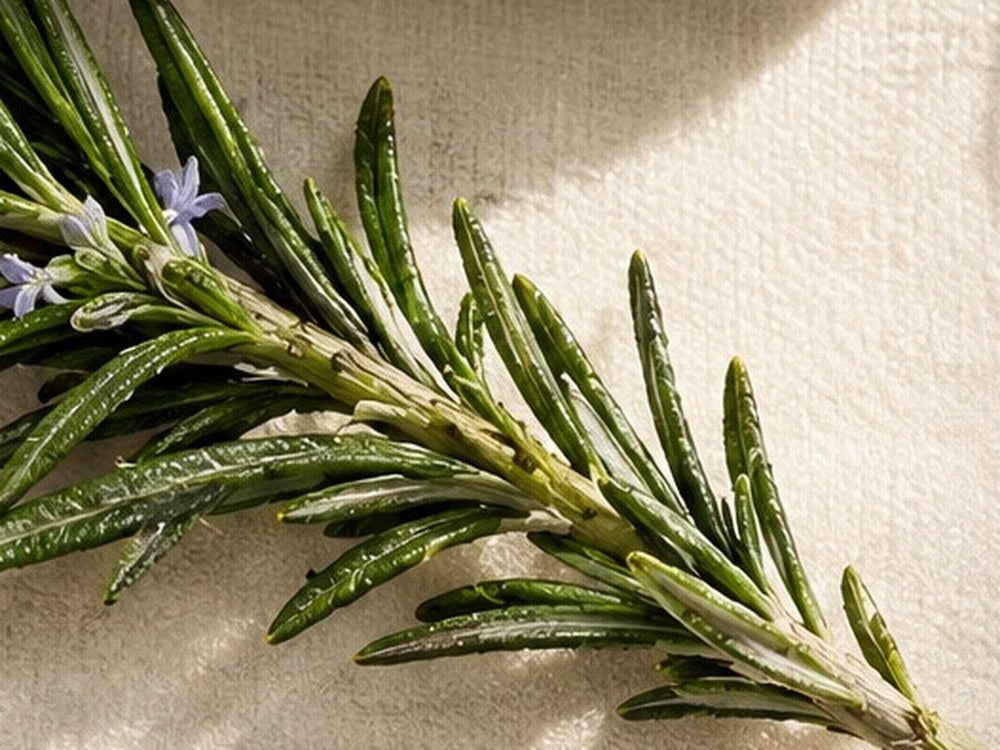 Fresh rosemary sprig on linen